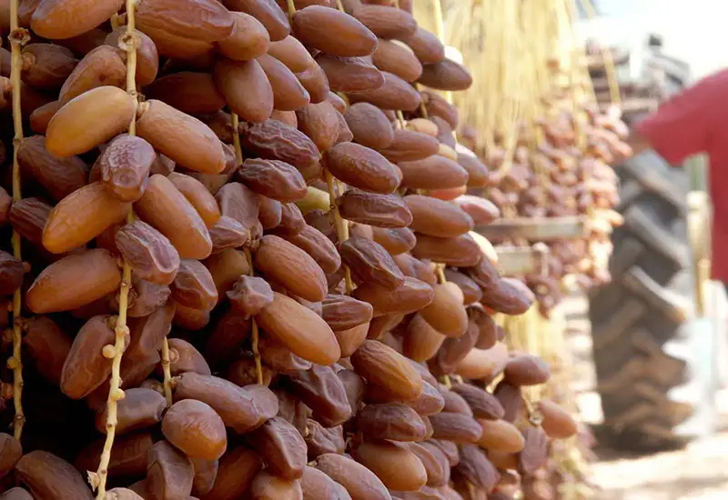 Date fruit properties,health benefit of date,Nutrition facts