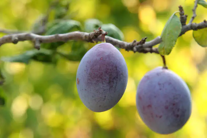 Health benefits of dried plums,Nutritive value of prunes,prune nutrition and benefits