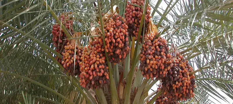 Date fruit properties,health benefit of date,Nutrition facts