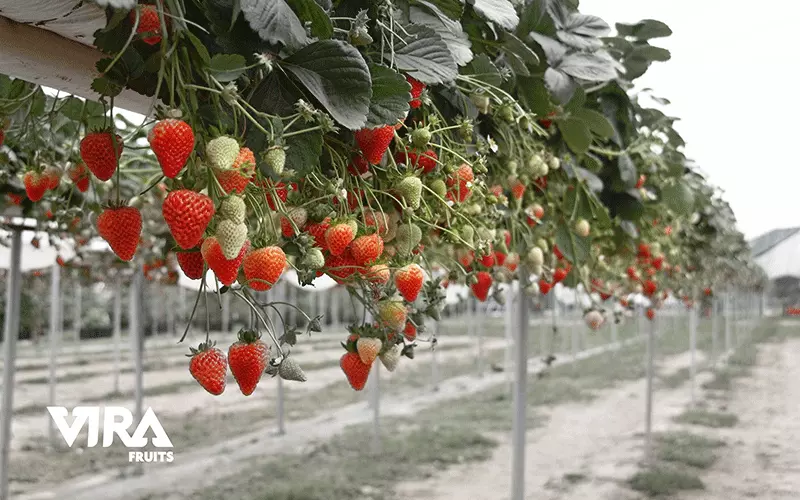 let your strawberries grow,storing strawberries,how can u garden strawberries?