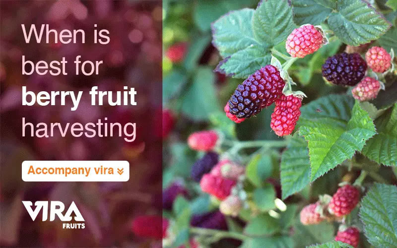 what is in the local environment,when and how to harvest berry fruits,when will they fruit