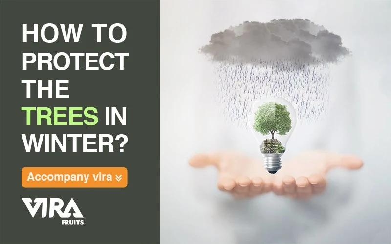 protect the trees in winter,protect trees in winter,tree plants and winter