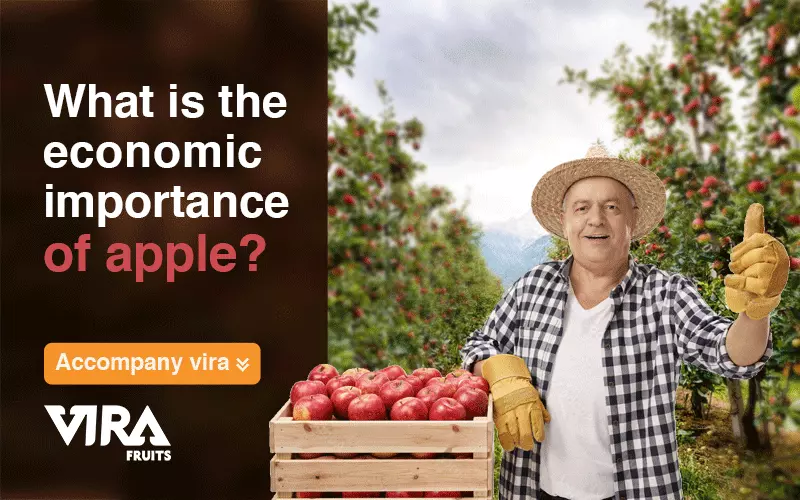 apple fruit marketing,economic benefits of apple,economic importance of apple