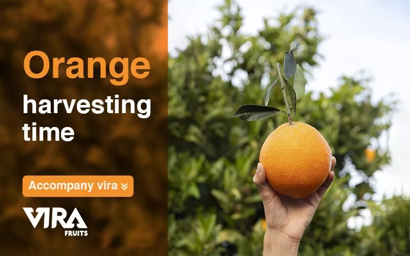 harvest,orange harvesting time,when does oranges ripe