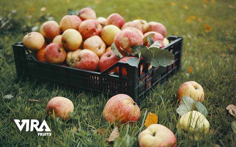 Royal Gala apple; history; nutrition value, and benefits